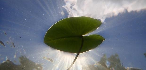 Näckrosblad fotograferat under vattnet, himlen och moln i bakgrunden