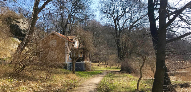 Grusväg till hus bland träd.