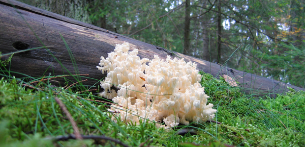 Koralltaggsvamp. Foto: Jerker Idestam Almquist