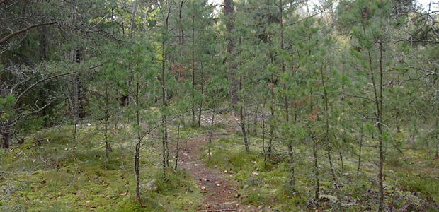 Skogsmark vid Bosön. 