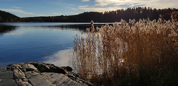 Naturbild med strand och vatten