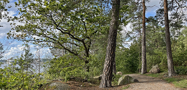 En ovanligt grön växt på marken.