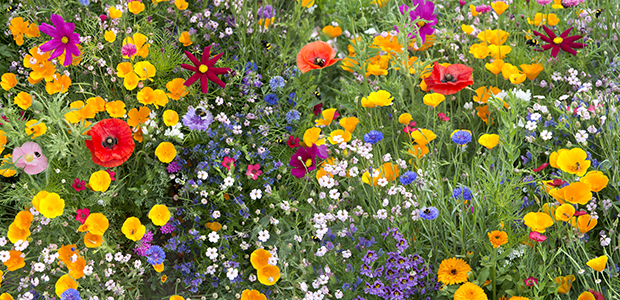 En äng med en mångfald
av blommor i olika färger.