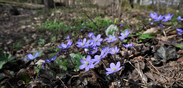 Lila blommor på marken
