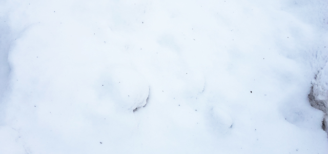 Sotflagor i snön efter brand.