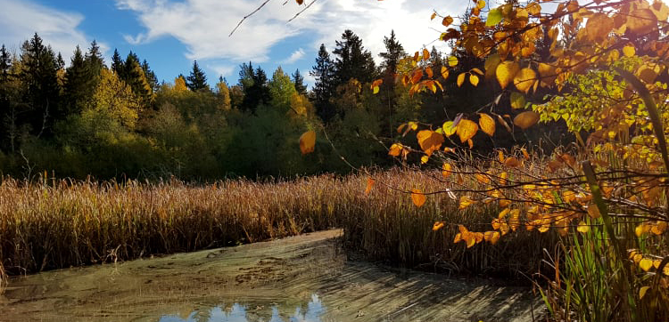 Bild på Mulletjärnen