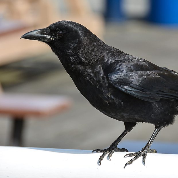 Fotografi av en kråka, Corvus caurinus. Foto: Gordon Leggett (Wikipedia).